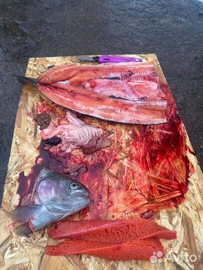 Живая рыба форель