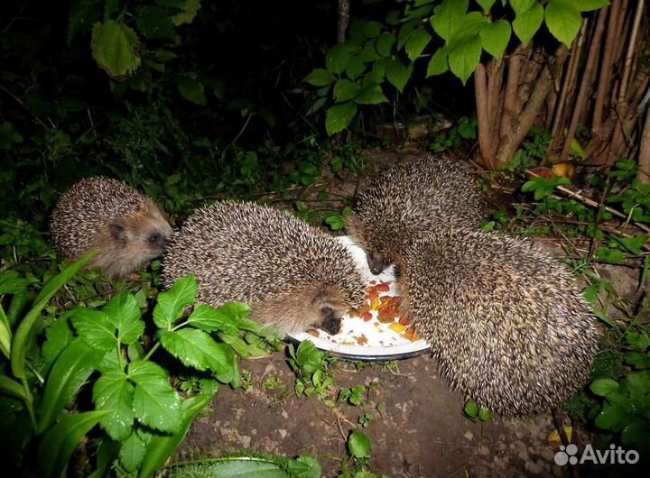 Белки и ежики