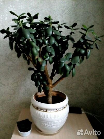 Толстянка (денежное дерево), Спатифиллум,Антуриум