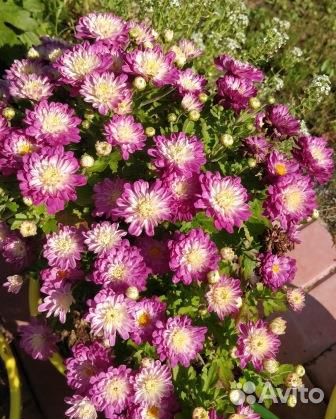 Многолетники для Вашего сада