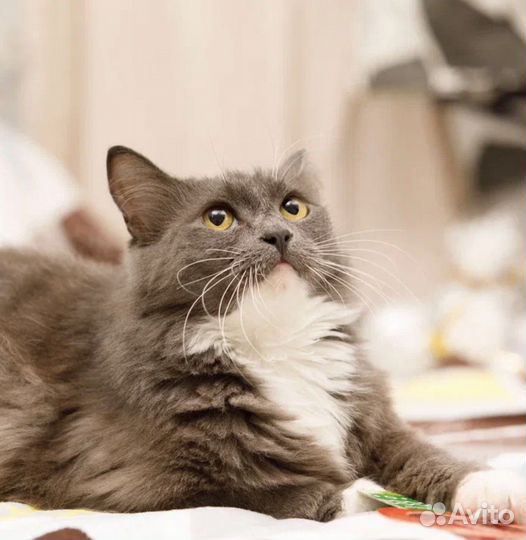 Пушистая красавица кошка Бель в добрые руки