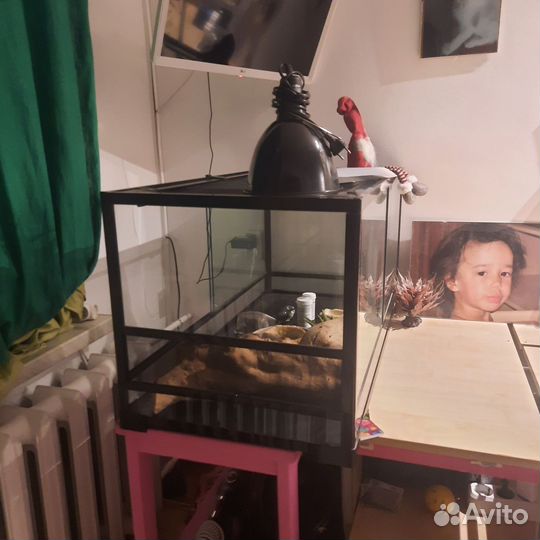 Террариум для ящерицы 904545