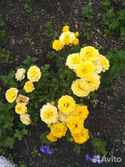 Розы чайно-гидрибные остатки