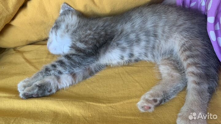 Котенок мальчик в добрые руки