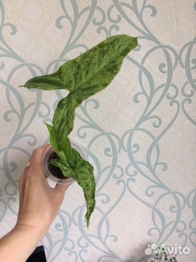 Сингониум Белая бабочка, Моттлед Ароухед