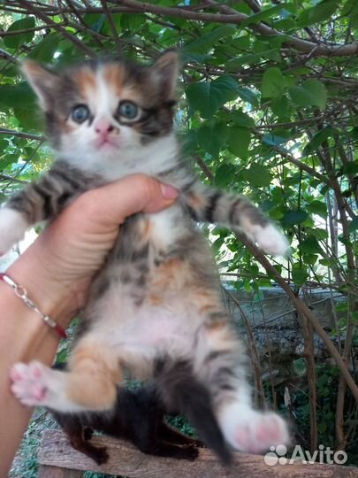 Отдам котят в добрые руки