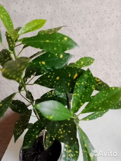 Кротон Аукуба