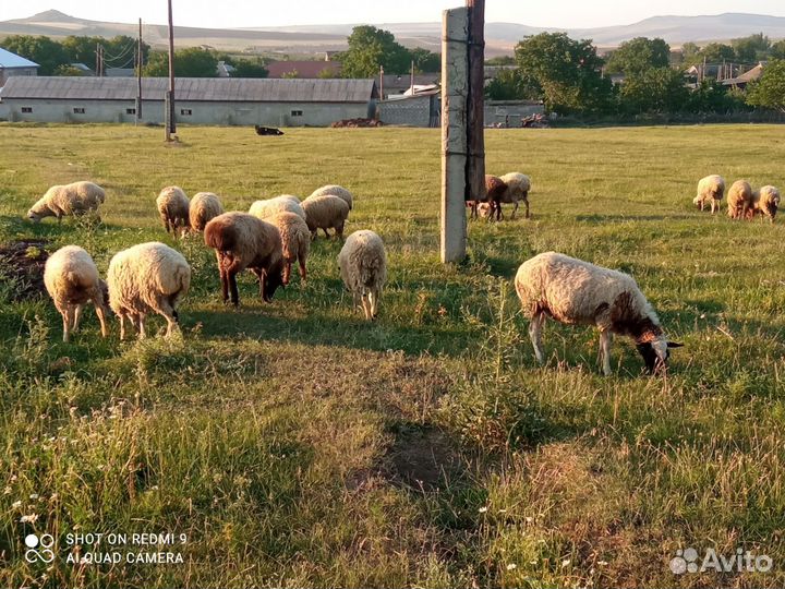 Овечки, ярки, баранчики