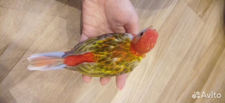 Птенцы розеллы