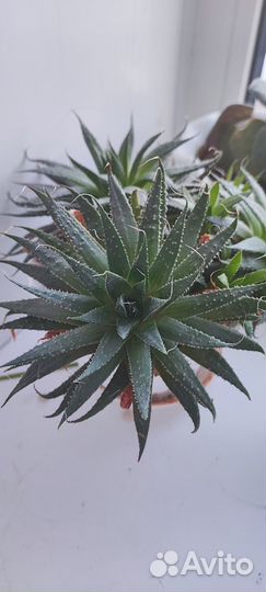 Комнатные цветы