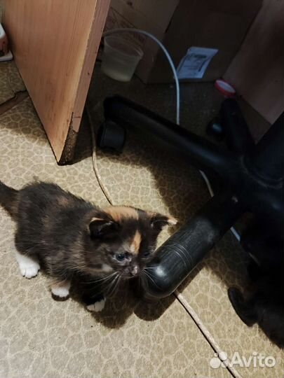 Котята чёрный и двух цветные бесплатно