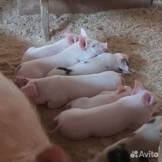 Поросята к бронированию f1
