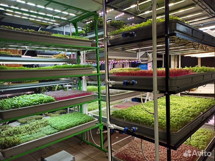 Ферма на микрозелени. Оборудование