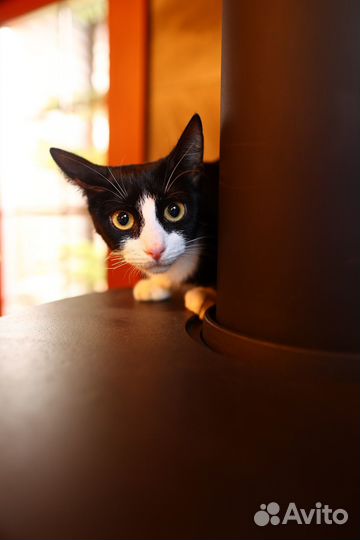 Кошки в добрые руки