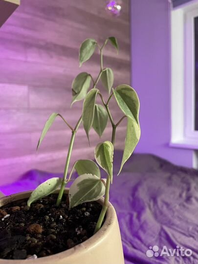 Пеперомия вариегатная сканденс