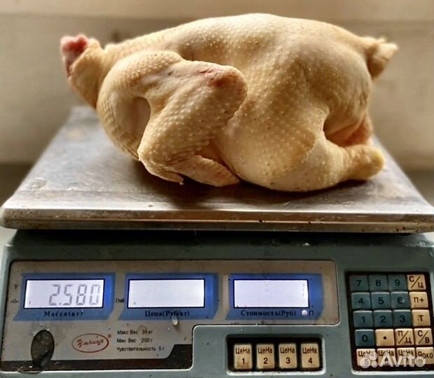 Мясо бройлера