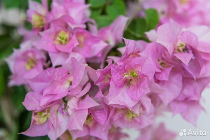 Бугенвиллия Double Pink