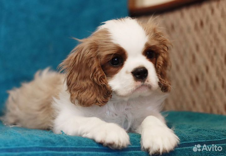Кавалер Кинг Чарльз Спаниель мальчики -4 мес