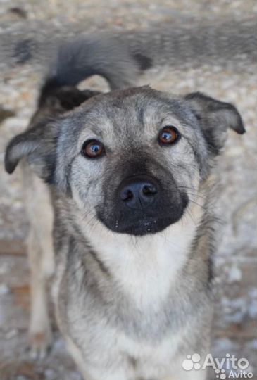 Собака Ляля