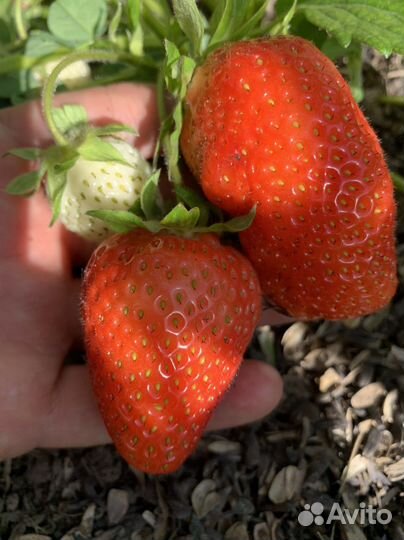 Клубника рассада