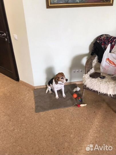 Передержка животных, догситтер, зооняня