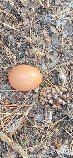 Несушки, Куры, Молодки Ломан Браун