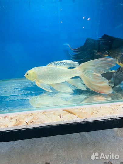 Рыба комета