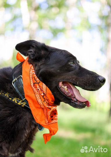 Блэк ждёт своего человека