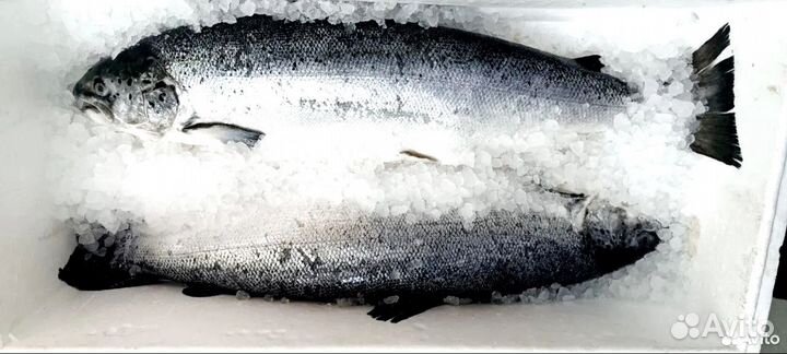 Семга охлажденная, филе и стейки с доставкой