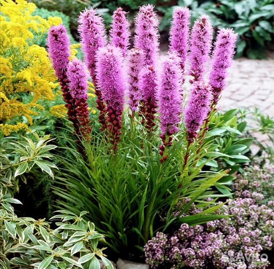 Лиатрис семена, саженцы семена цветов, многолет