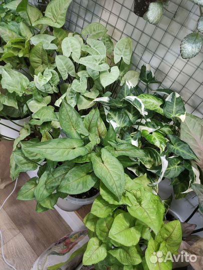 Сингониум Сильвер перл,манго алюжн