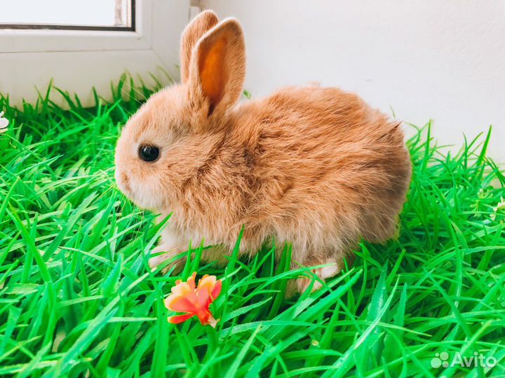 Карликовый кролик - рыжий и другие цвета