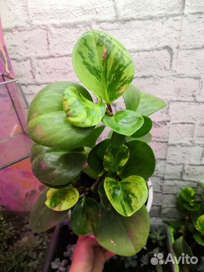 Пеперомия вариегетная