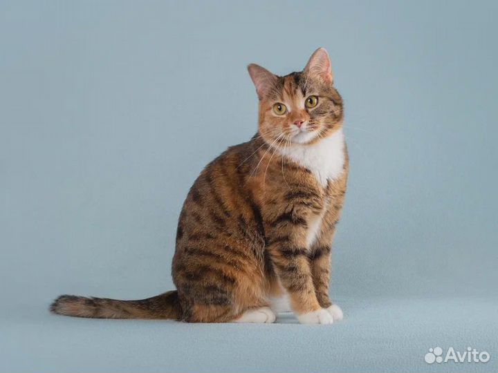 Пушистая кошечка Тыковка