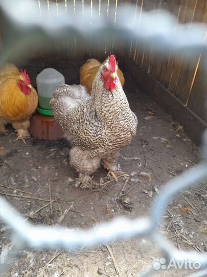 Петухи кохинхины