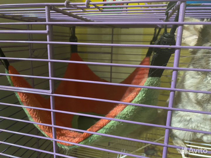 Продам шиншиллу со всем комплектующим