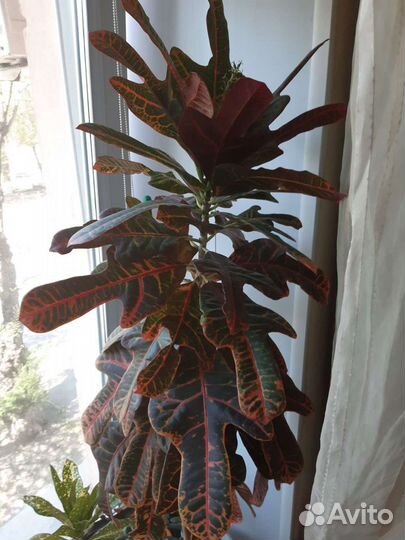 Кодиеум кротон