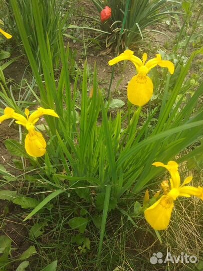 Сибирские ирисы, речной ирис