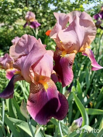 Ирисы бородатые сортовые