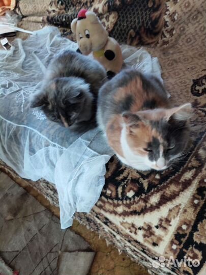 Отдам котят в добрые руки