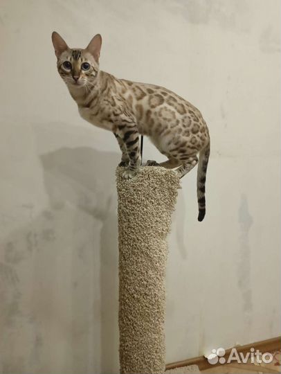 Бенгальская кошка