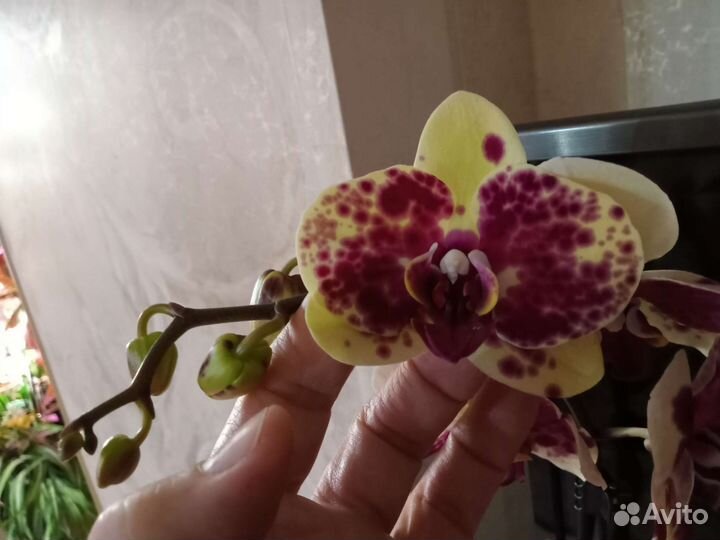 Фаленопсис