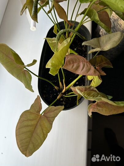 Сингониумы