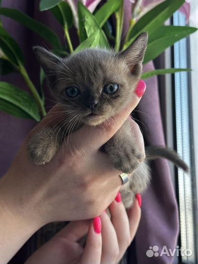 Бурманские котята