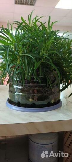 Гвоздика ампельная вегитативная