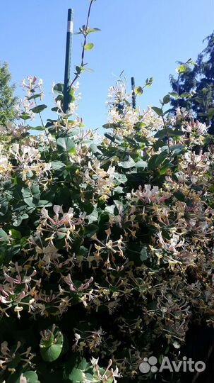 Черенки каприфоли, берёзки