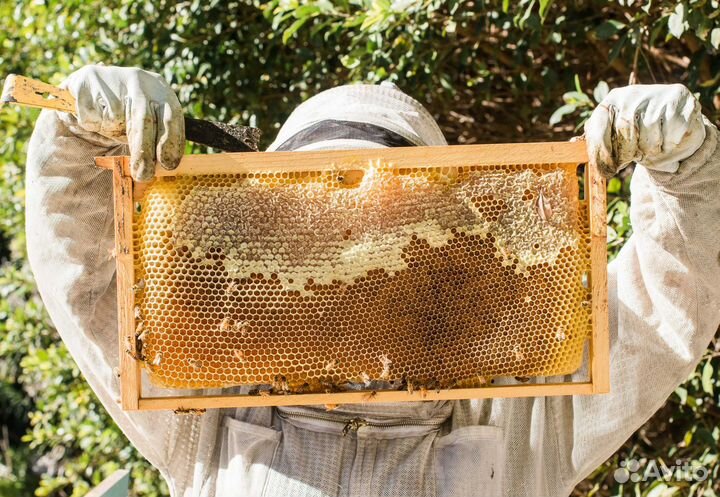 2024 Мед натуральный алтайский оптом