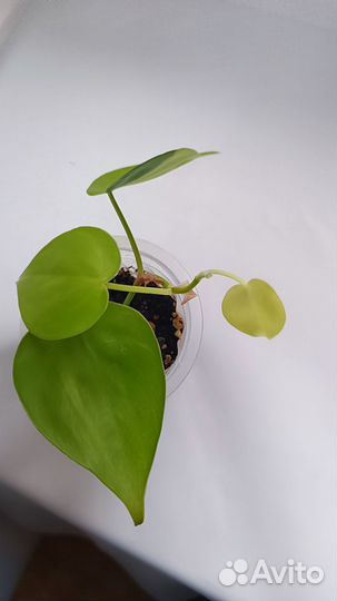 Филодендрон лимон лайм