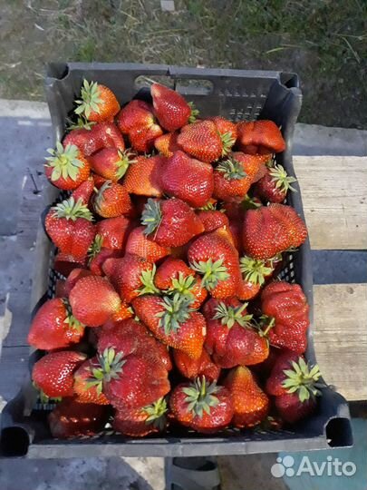 Продам клубнику