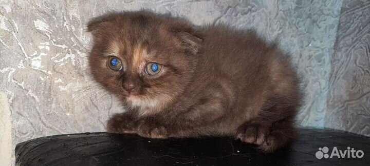Шотландские котята